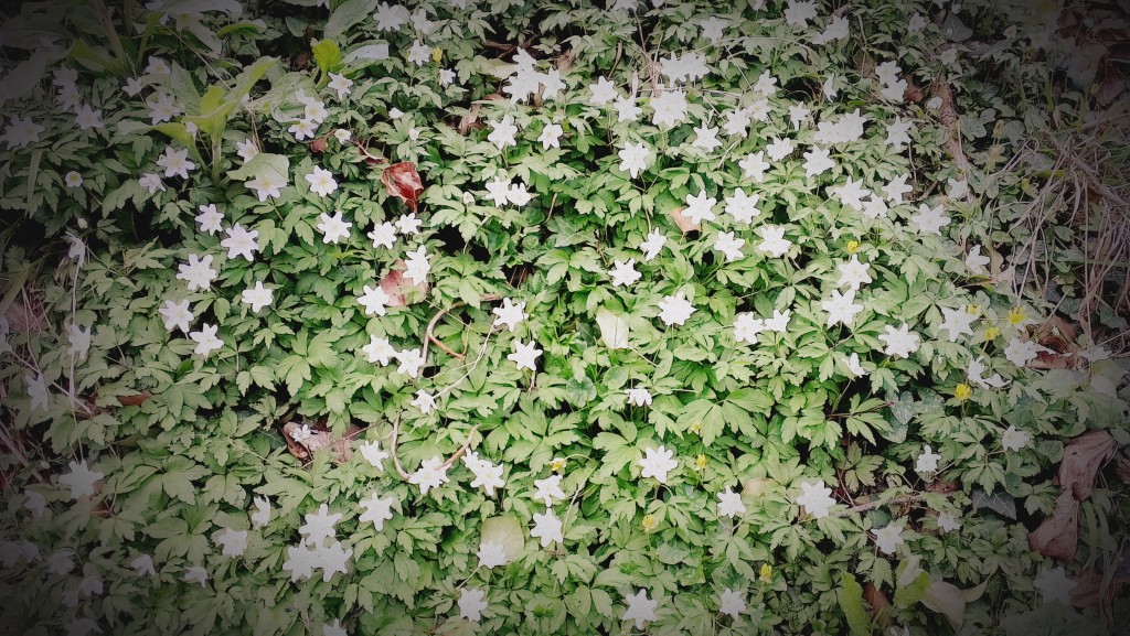 Wild Flowers